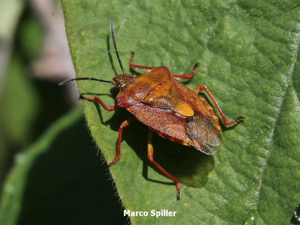 Carpocoris purpureipennis (Pentatomidae)